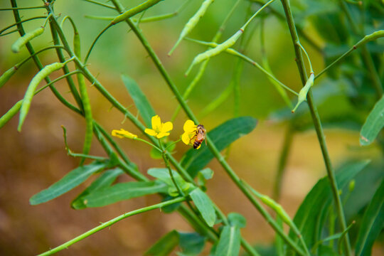 蜜蜂采花蜜