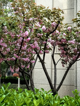 山樱花种植技术