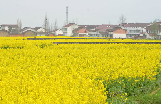 美丽乡村