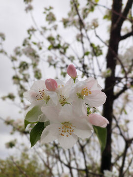 白海棠花苞