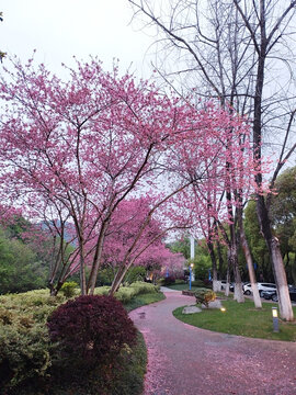 风吹花落