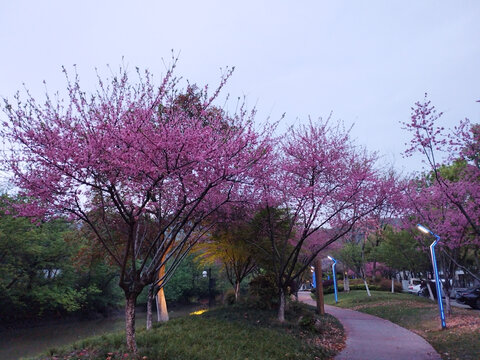 林花谢了春红