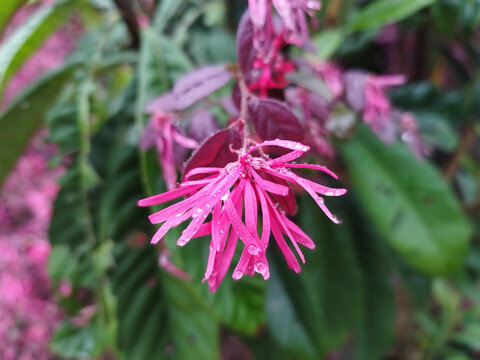 雨后红桎花