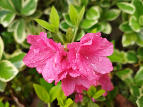 雨水打湿的杜鹃花