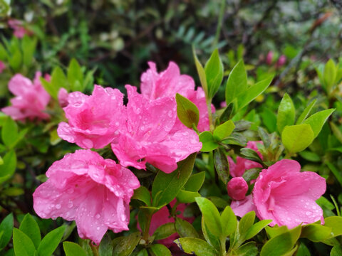 雨后映山红