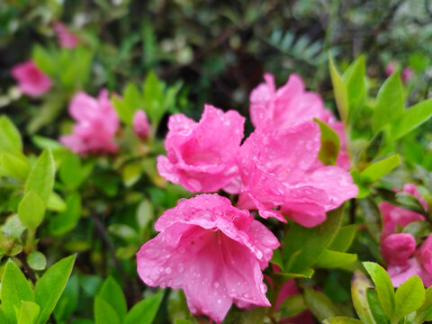 微雨杜鹃