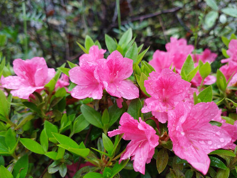 雨后杜鹃花丛