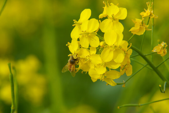 油菜花