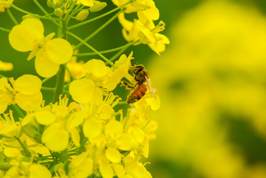 油菜花