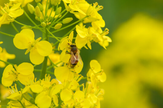 油菜花