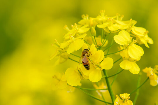 油菜花