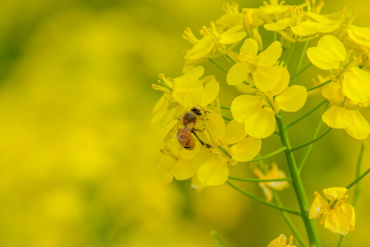 油菜花