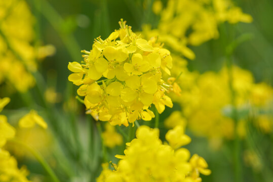 油菜花