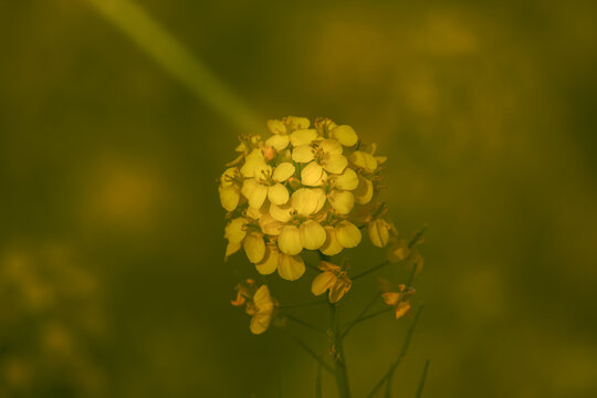 油菜花