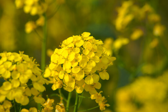 油菜花