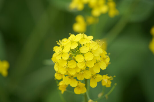 油菜花