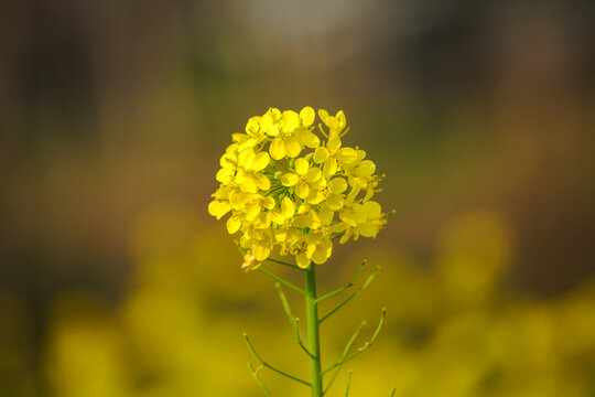 油菜花