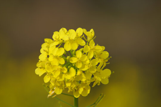 油菜花