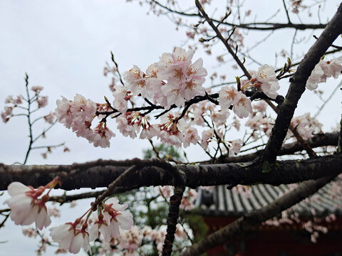 日本京都清水寺樱花