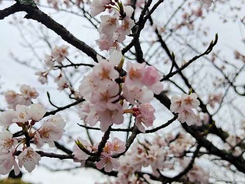 日本京都清水寺樱花