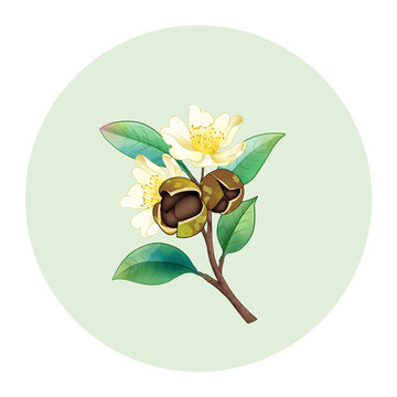 山茶花