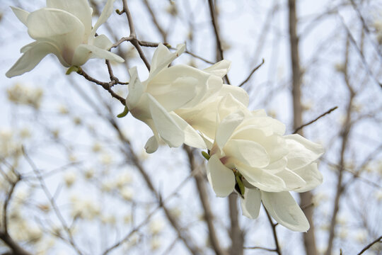 玉兰花特写