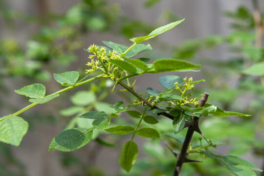 花椒嫩芽