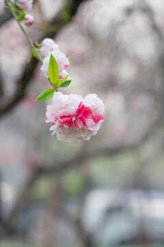 山桃花