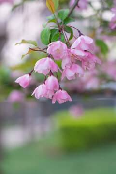 山桃花