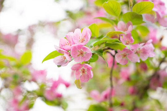 山桃花