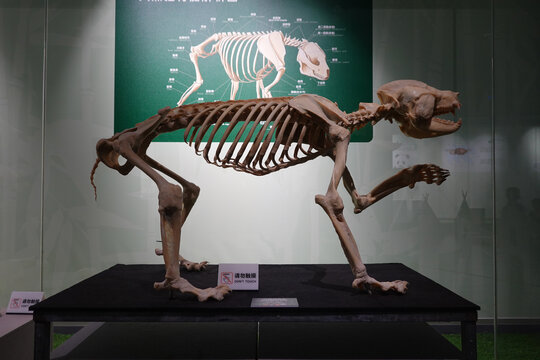 大熊猫骨骼标本