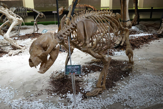 武陵山大熊猫骨骼标本