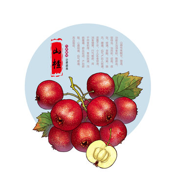 手繪山楂
