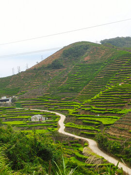 山上茶园