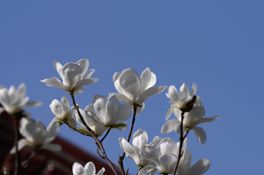 白玉兰玉兰花开春天白玉兰开花