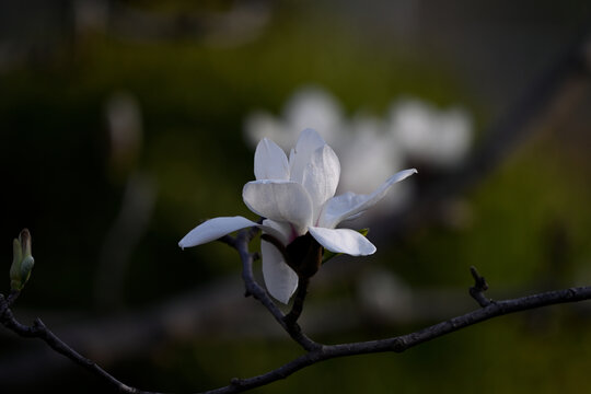 白玉兰玉兰花开春天白玉兰开花