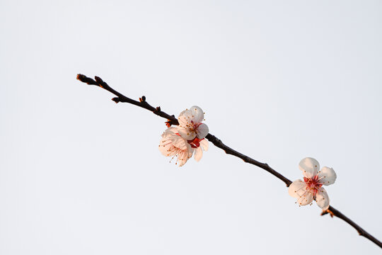 杏花特写春天杏花盛开花朵蓝背景