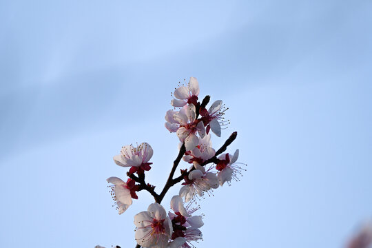 杏花特写春天杏花盛开花朵蓝背景