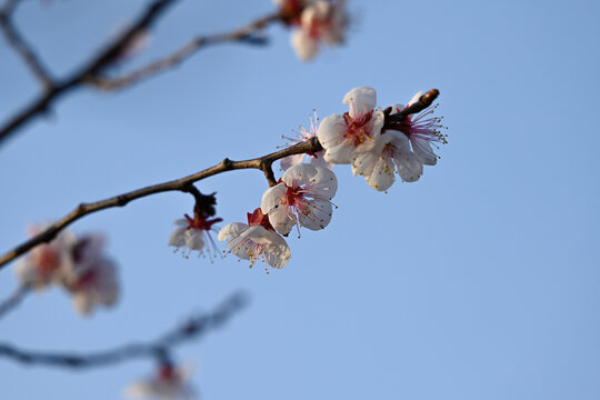 杏花特写春天杏花盛开花朵蓝背景