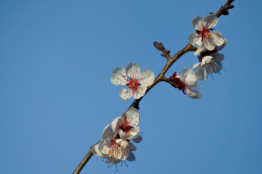 杏花特写春天杏花盛开花朵蓝背景