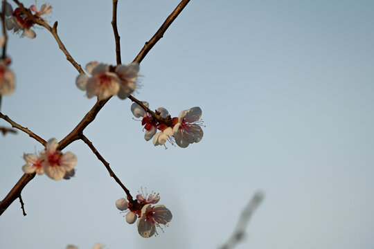 杏花特写春天杏花盛开花朵蓝背景