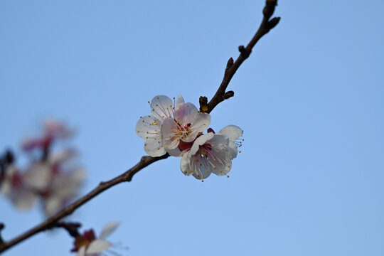 杏花特写春天杏花盛开花朵蓝背景