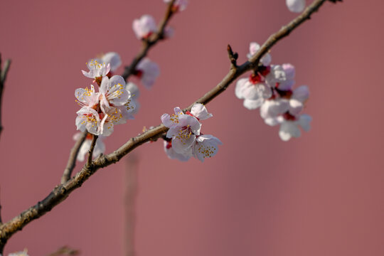 杏花特写春天杏花盛开花朵红背景