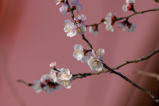 杏花特写春天杏花盛开花朵红背景