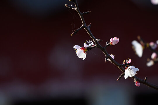 杏花特写春天杏花盛开花朵黑背景