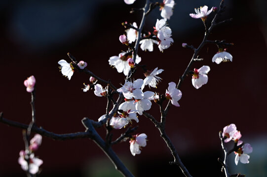 杏花特写春天杏花盛开花朵黑背景