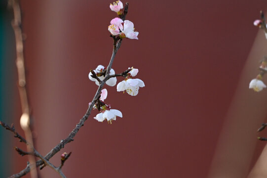 杏花特写春天杏花盛开花朵黑背景