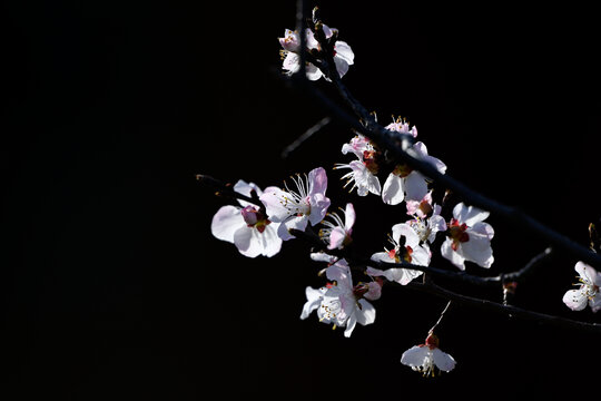 杏花特写春天杏花盛开花朵黑背景