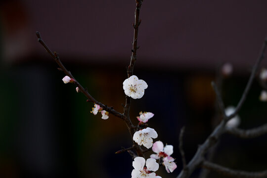 杏花特写春天杏花盛开花朵黑背景