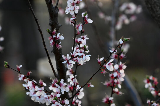 杏花特写春天杏花盛开花朵黑背景